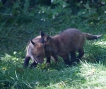 Garden Fox Watch: Did you hear the one about the footballer?