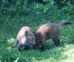 Garden Fox Watch: Ha ha, great gossip!