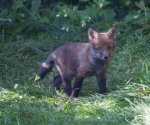 Garden Fox Watch: Losing the darker fur