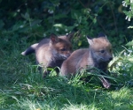 Garden Fox Watch: The chase
