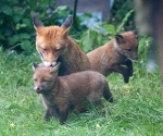 Garden Fox Watch: SYNCHRONISED TONGUE ACTION