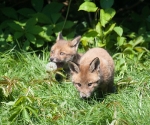 Garden Fox Watch: OMG IT'S A DANDELION