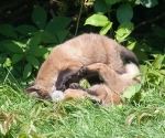 Garden Fox Watch: Ball of cubs