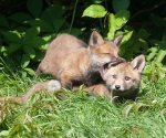 Garden Fox Watch: Your mouth is not as big as Mum\'s