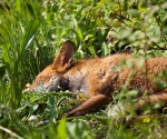 Garden Fox Watch: *snore*