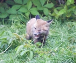 Garden Fox Watch: It's not very chewy though