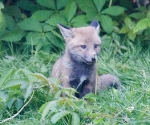 Garden Fox Watch: I shall sniff it instead
