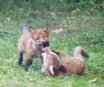 Garden Fox Watch: Get your foot out of my mouth!