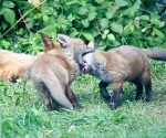 Garden Fox Watch: Head to head