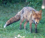 Garden Fox Watch: When the mother-in-law comes to visit