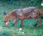 Garden Fox Watch: All you can carry