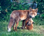Garden Fox Watch: Mum...