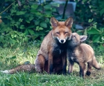 Garden Fox Watch: Mu-um...