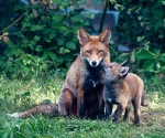 Garden Fox Watch: Mum.