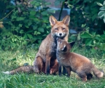 Garden Fox Watch: Mum!