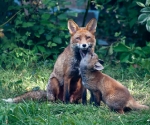 Garden Fox Watch: MUMMUMMUM!