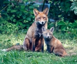 Garden Fox Watch: ...ooh, shiny...