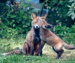 Garden Fox Watch: MUUUUUM!