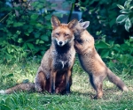 Garden Fox Watch: MUM! I\'M TALKING TO YOU!