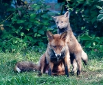Garden Fox Watch: (This cub is so perky. I can't stand it.)
