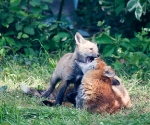 Garden Fox Watch: SHUT UUUUUPPP!!