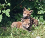 Garden Fox Watch: This year's models