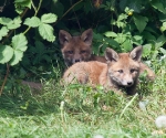Garden Fox Watch: Keeping watch