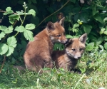Garden Fox Watch: Tasty ear