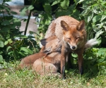 Garden Fox Watch: With Mum