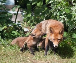 Garden Fox Watch: No, Mum, don't move
