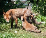 Garden Fox Watch: Eating