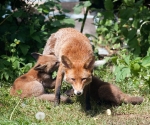 Garden Fox Watch: How did I get into this?