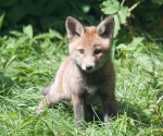 Garden Fox Watch: Posing
