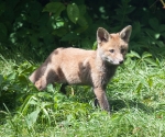Garden Fox Watch: Isn't my fur gorgeous?