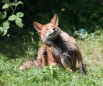 Garden Fox Watch: ... a REALLY good scratch