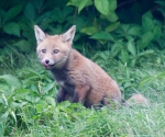 Garden Fox Watch: I found it, and it was tasty!