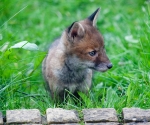 Garden Fox Watch