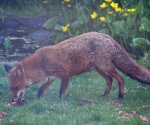 Garden Fox Watch: Vixen collecting food