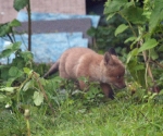 Garden Fox Watch: Cub exploring