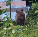 Garden Fox Watch: Cub exploring