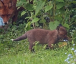 Garden Fox Watch: Cub explores while vixen watches