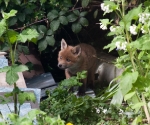 Garden Fox Watch: Fox cub peeks out