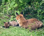 Garden Fox Watch: Mum watches over fox cub