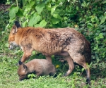 Garden Fox Watch: Vixen and fox cub