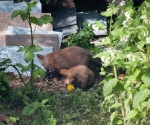 Garden Fox Watch: I will EAT YOUR HEAD.