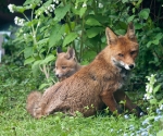 Garden Fox Watch: Vixen and cub