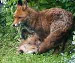 Garden Fox Watch: Not a toy