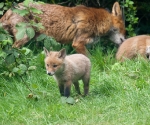 Garden Fox Watch: The wide world