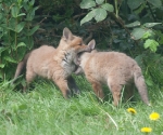 Garden Fox Watch: Mmm, tasty