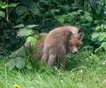 Garden Fox Watch: the latest fashion